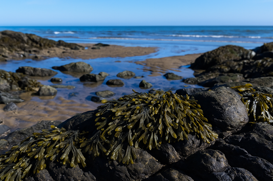 Product Highlight: Bladderwrack Oil – Nature’s Skin Rejuvenator